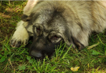 Ovako psi reaguju kad osete da je čovek u opasnosti: 6 znakova koji treba da budu alarm da će nešto da se desi