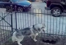 PAS DANIMA KOPAO NA ISTOM MJESTU, VLASNICA POSUMNJALA DA NE NEŠTO DEBELO NE VALJA: Kada je vidjela o čemu se radi, sledila se VIDEO