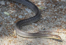 Izbacite odmah ovo izdvorišta, privlači zmije kao magnet: OVO MORATE ZNATI