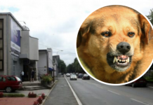 AKO VAS NAPADNE PAS LUTALICA, URADITE SAMO JEDNO: OVO je najbolja ODBRANA, ODMAH ćete ga ZAUSTAVITI