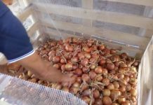 Kada sadim luk, uvijek se pridržavam ovog savjeta mog dede: Godinama imam takav rod da se svi dive