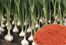 SIPAJTE U BAŠTU: Ovo je glavni razlog zašto svake godine imam veliki rod belog luka, luka, krastavaca i paradajza!