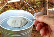 1 kašika po kanti vode i zemlja je kao nova: ZALIJTE BAŠTU NJOME ZA BOGATU ŽETVU SVEGA!