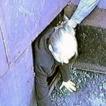 Screenshot-2025-04-01-212324