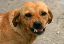 Zašto psi laju na neke ljude, ana neke neće? Konačno otkriven razlog, PSI VIDE NEŠTO ŠTO LJUDI NE MOGU