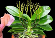 Stavite 1 komad isp0d orhideje! 0djednom izraste 100 grana i cvjeta cijele godine