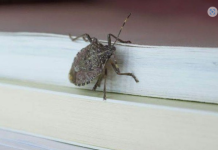 Smrdibube ne podnose miris jedne biljke: Nabavite je i više ih nećete vidjeti, BJEŽAĆE KA0 LUDE