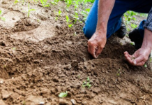 Kada sadite krompir u rupu ubacite malo ovog sastojka, buba zlatica neće smeti da mu priđe