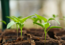 Rešite se korova zauvek: Nema čupanja i hemije, pomešajte 3 sastojka i više neće nicati