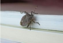 Smrdibube ne podnose miris jedne biljke: Nabavite je i više ih nećete vidjeti, BJEŽAĆE KAO LUDE