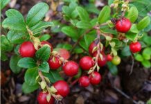 OVO VOĆE ŠTITI OD DEMENCIJE I INFARKTA: JEFTINO je, svuda ga ima, a BLAGOTV0RNO je za zdravlje MOZGA i srca