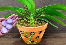 Samo 1 tanka kriška sedmično i doći će do EKSPLOZIJE cvijeća: Najmanje 30 cvjetova na svakoj stabljici!