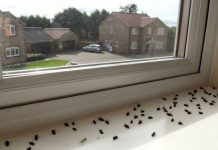 POPRSKAJTE OVU PRIRODNU MJEŠAVINU PO KUĆI: Za 2 sata će nestati svi komarci, muhe i bubašvabe