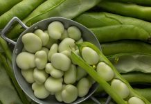 Najstarije povrće koje su ljudi uzgajali danas retko ko jede, a čini čuda za zdravlje