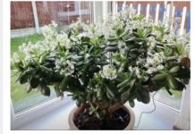 Čak ni svekrva nije slutila da može tako lijepo da procvjeta: Bilo je dovoljno da ovo sipate pravo u SAKSIJU i krasula je procvjetala za sedam dana!