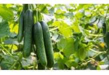 Prelivanjem 10 ml pod krastavce i skupljanjem izravno u kante, možemo osigurati maksimalne prinose.