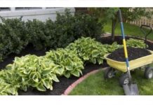 Zaboravite na čupanje korova: Dovoljno je da pospete 1 namirnicu po njemu, biće uništen