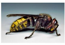 Posadite ovu biljku pored terase i više nećete videti stršljene i ose: Od njenog mirisa beže kao ludi