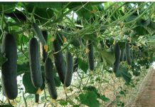 Domaće đubrivo za bolji rast krastavaca: Zalijte ih rastvorom ova 2 sastojka i celo leto imaćete neviđen rod