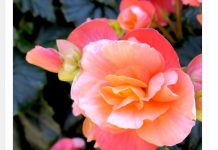 Svaka žena treba da gaji ovo cveće na terasi, donosi radost i sreću u kuću