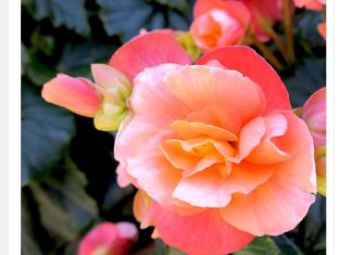 Svaka žena treba da gaji ovo cveće na terasi, donosi radost i sreću u kuću