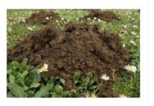 1 ČAŠA ovog napitka dovoljna je da krtica jednom zauvijek izađe iz bašte: Sipajte je na svaki krtičnjak!