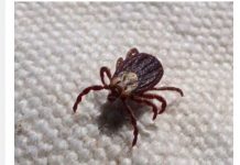 KRPELJI SE PLAŠE OVE DVIJE BILJKE! – Posadite ih u dvorištu i nikada više nećete vidjeti krpelja!