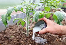 Vrtlari, ovo je onočime hraniti PARADAJZE nakon sadnje: Sipajte ovo na rasadima i imaće više plodova nego listova!