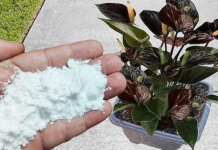 Više ne koristim NIKAKVA drugagnojiva: OVO stavite u saksiju i nećete prepoznati svoje cvijeće!