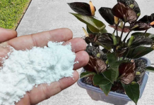 Više ne koristim NIKAKVA drugagnojiva: OVO stavite u saksiju i nećete prepoznati svoje cvijeće!