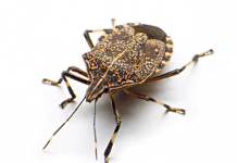 Na ovaj prirodan način ćete se rešiti dosadnih smrdibuba u svom domu: Ključ je u tome gde ćete staviti ovo sredstvo od samo 2 sastojka