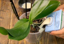 Čudan, ali izuzetno efikasan način da ORHIDEJA procvjeta: Evo uputstva – djeluje čak i na starim i umornim biljkama!