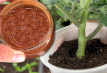 Za nedelju dana paradajz imastabljiku deblju od malog prsta! Zalijevam ga OVOM smjesom..