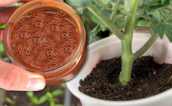 Za nedelju dana paradajz imastabljiku deblju od malog prsta! Zalijevam ga OVOM smjesom..