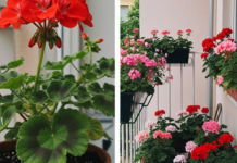 Evo kako da muškatle budu prepune cvetova: Zalivajte ihovako da bi uvek cvetale bujno