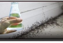 Sa samo jednom kapljicom, možete učiniti da mravi trenutno nestanu – nevjerojatno učinkovit trik za vaš dom!