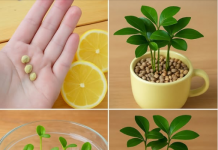 Jedan limun u šolji može da učini da ceo vaš dom miriše predivno – Evo kako