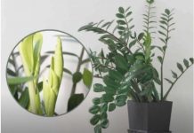 Samo 3 supene kašike i zamiokulkas ćedati PUNO novih listova!