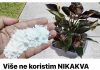 Više ne koristim NIKAKVA druga gnojiva: OVO stavite u saksiju i nećete prepoznati svoje cvijeće