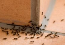 PUNA VAM JE KUĆA MRAVA? Evo kako da ih brzo otjerate prirodnim putem BEZ SKUPE HEMIJE