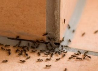 PUNA VAM JE KUĆA MRAVA? Evo kako da ih brzo otjerate prirodnim putem BEZ SKUPE HEMIJE