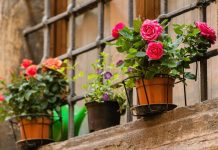 Kako da spasite cveće tokom toplotnog talasa? Saveti uz koje će preživeti i ektremne temperature