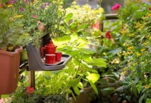 Ubija želju za cigaretama i skida kilograme: Ova moćna biljka može da se gaji u kući ili stanu, evo kako se koristi