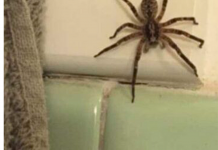 PAUCI BJEŽE KA0 LUDI: 0ve 2 biljke će ih istjerati zauvijek iz kuće, više ih nećete vidjeti