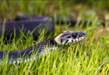 OPREZ: Ovi mirisi MAME ZMIJE U VAŠE DVORIŠTE – ovo ih privlači, a evo štaih odbija