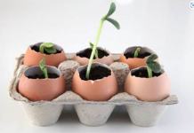 Ne Bacajte Ljuske od Jaja! Obesite ih u Bašti – Razlog će vas iznenaditi!