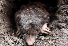 Krtice u bašti prave ogromnu štetu, evo kako da ih se rešite: Sipajte ovaj napitak u zemlju i odmah će pobeći