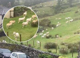 SNIMALA OVCE pa primjetila nešto vrlo čudno: “Nisam mogla vjerovati svojim očima! Kako je to moguće?”