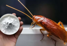 Ako vidiš samo 1 žohara, odmah OVO uradi..