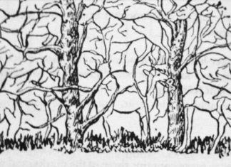 Prva životinja koju vidite na ilustraciji otkriće vam apsolutno sve o vašoj ličnosti i to bez greške